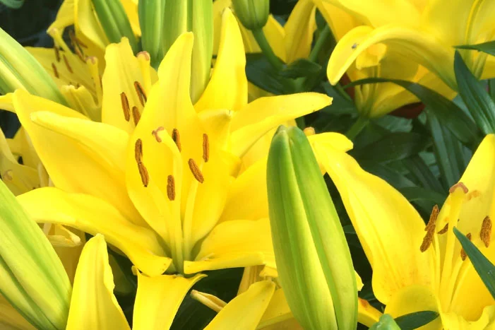 Nahaufnahme gelber Lilienblüten