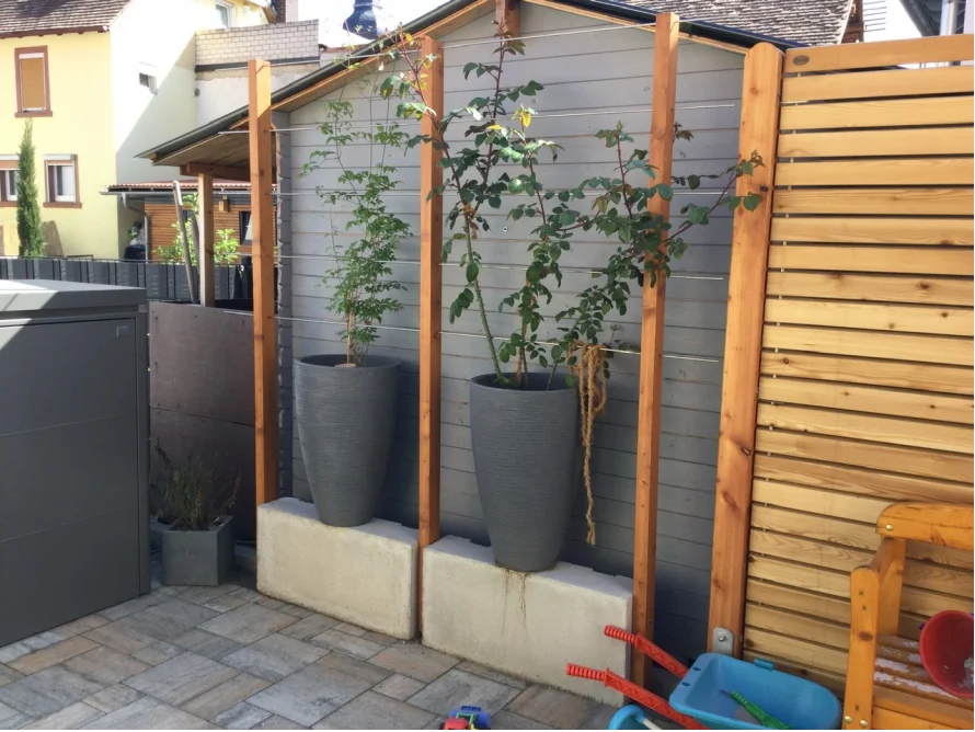 Drei Pflanzen in Töpfen vor Rankhilfe