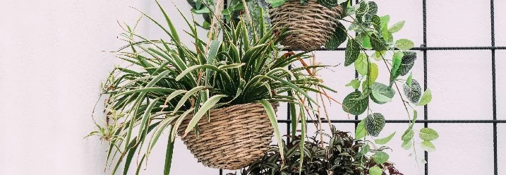 Drei Hängepflanzen in Körben