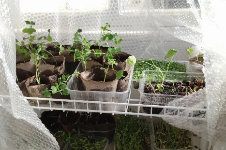 Setzlinge unter Luftpolsterfolie
