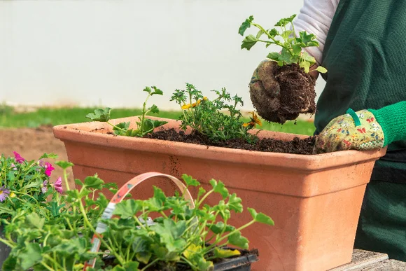 Person pflanzt Blumen ein