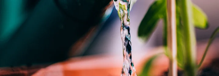 Wasser wird aus Flasche auf Pflanze gegossen