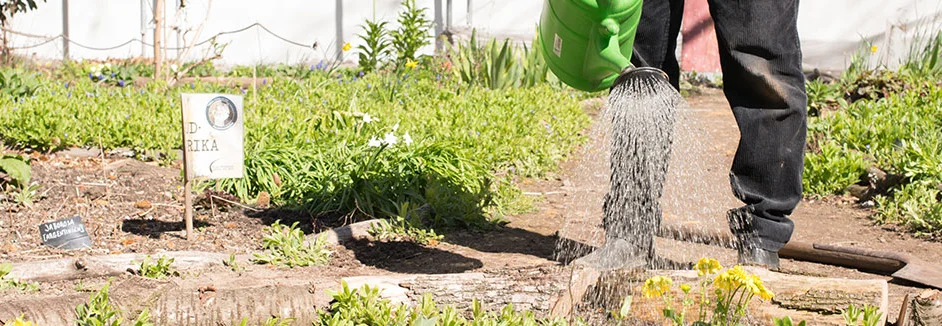 Person gießt mit Gießkanne Gartenbeete