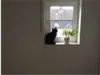 Schwarze Katze sitzt auf Fenstersims
