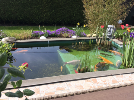 Gartenteich mit bunten Fischen