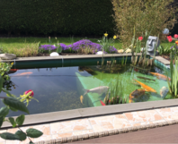 Gartenteich mit bunten Fischen