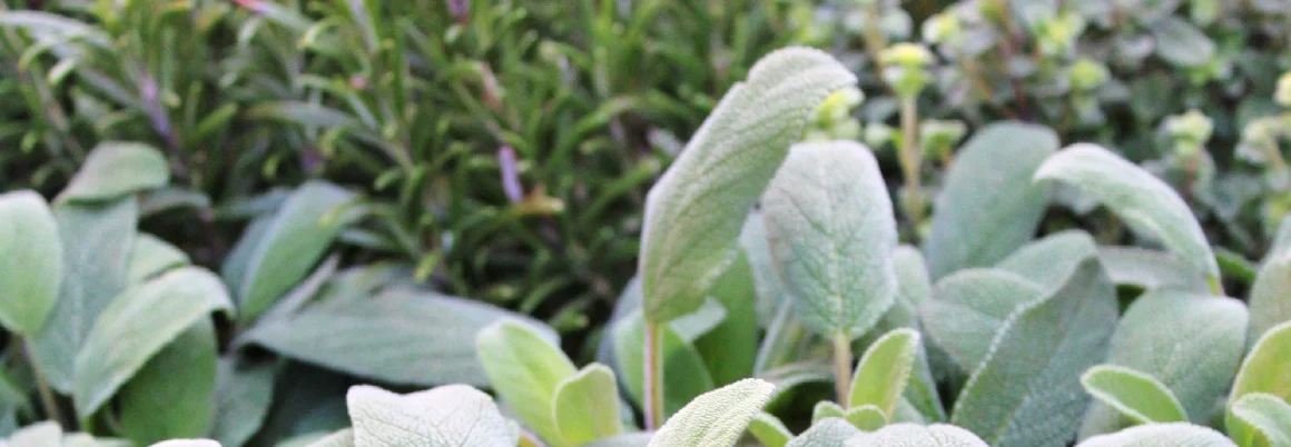 Nahaufnahme von Salbeipflanzen