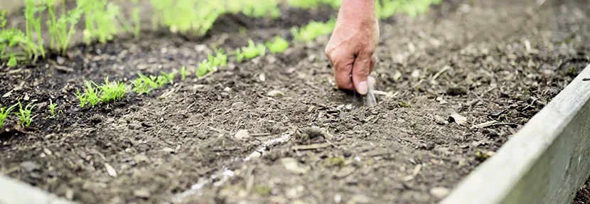 Person sät Saatgut in einem Beet