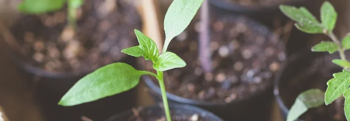 Junge Paprikapflanzen in Töpfen