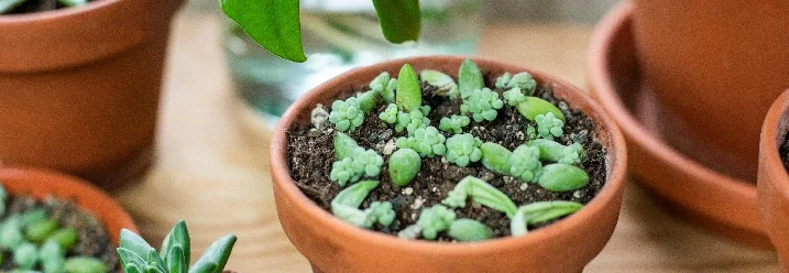 Sukkulenten Setzlinge in einem Terrakotta Topf