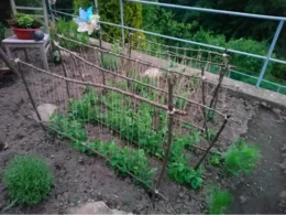 Rankhilfe für junge Pflanzen