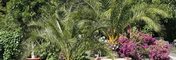 Mehrere Palmen in Töpfen