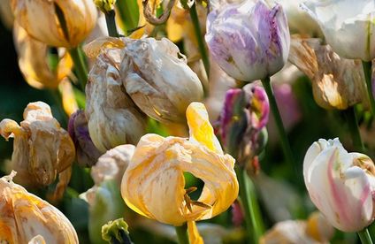 Welke Tulpenbblüten