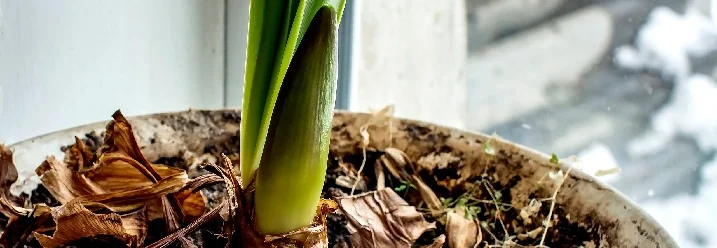 Amarylliszwiebel in einem Topf