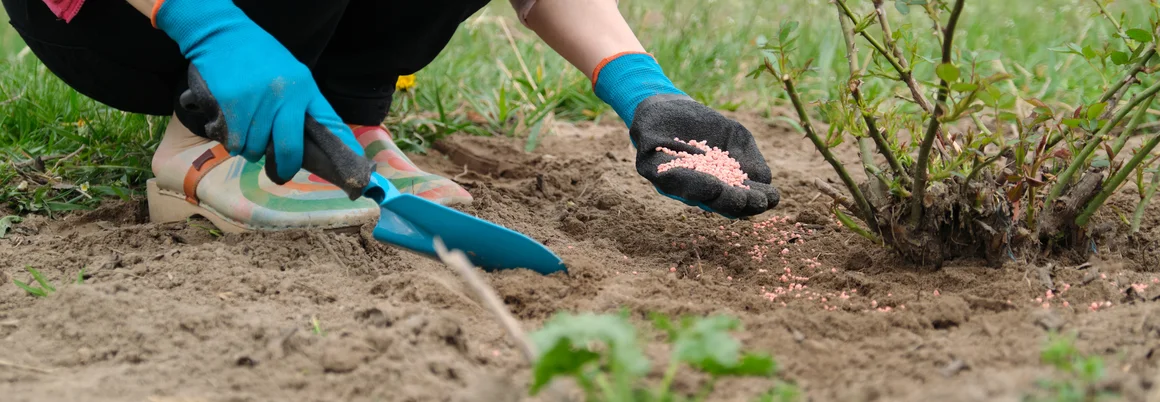 Person düngt Rosenstock
