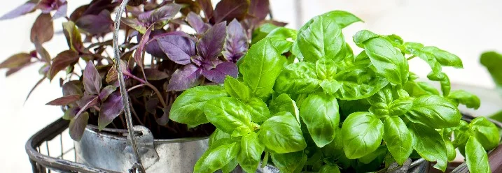 Basilikum in Metalltöpfen