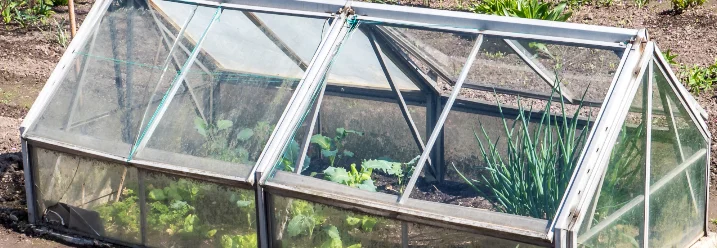 Kleines Frühbeet mit jungen Pflanzen