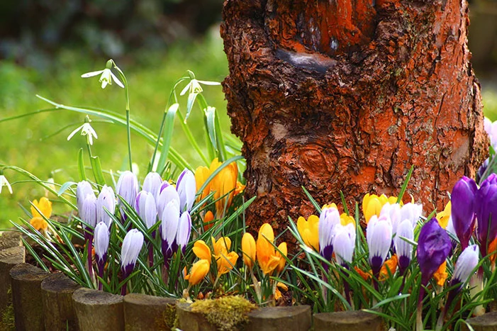 Frühlingsblumen am Baum
