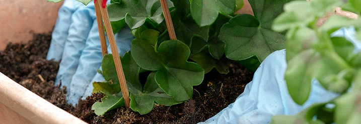 Hände pflanzen eine Geranie ein