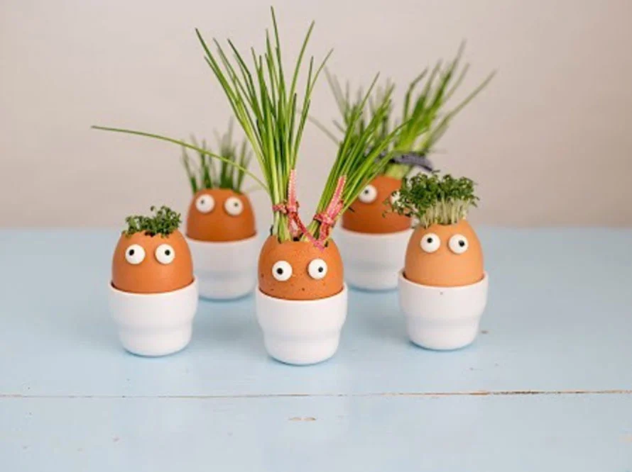 Kresse aus Eierschalen