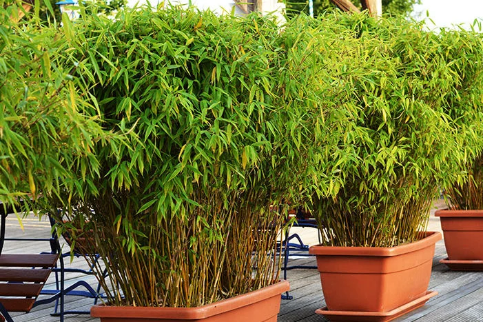 Mehrere Bambuspflanzen in Töpfen