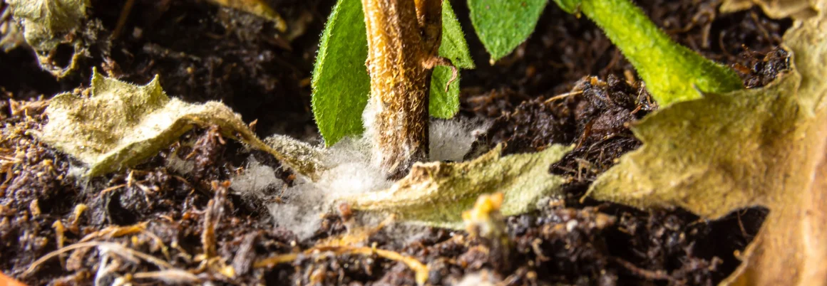 Schimmel auf Blumenerde