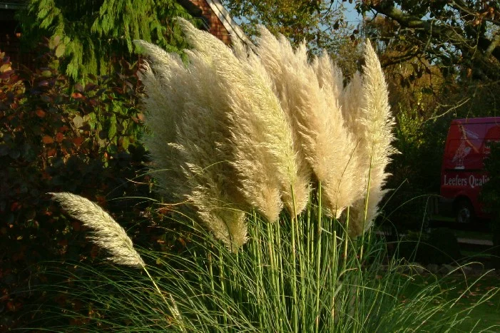 Hohes Ziergras im Garten