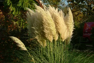 schmalblättriger gummibaum Weißbunter Gummibaum 'Tineke' kaufen main image 0