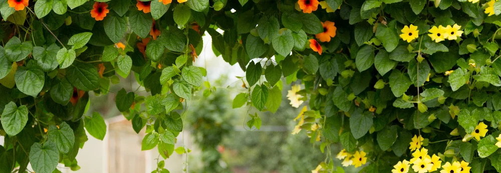Orange und gelbe Blüten ranken an einem Gerüst