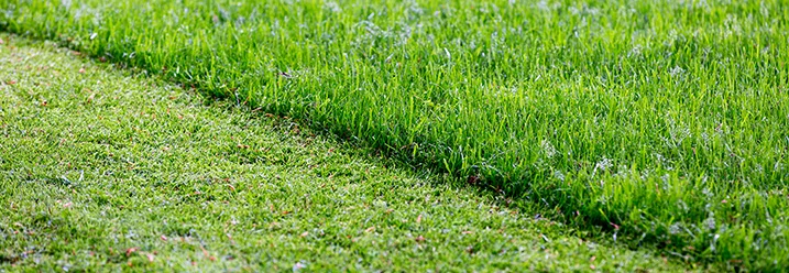 Frisch gemähter Rasen