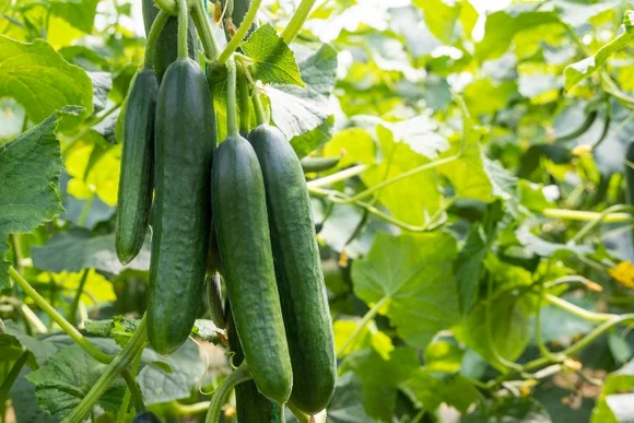 Grüne Gurken an einer Pflanze