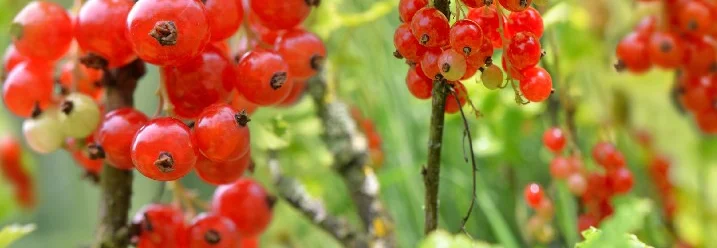 Rote Johannisbeeren an einem Strauch