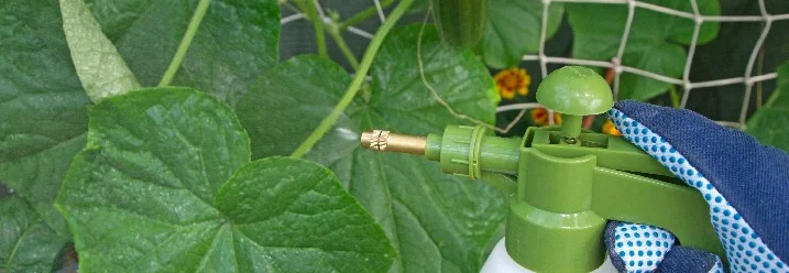 Hand sprüht Flüssigkeit auf Pflanze