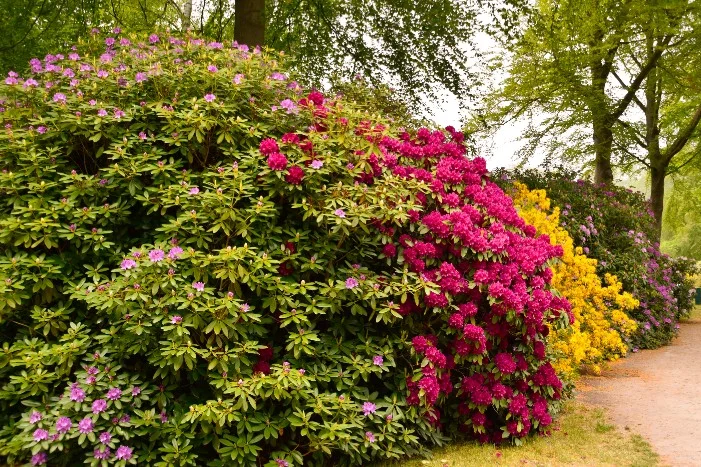 Blühende Hecke in verschiedenen Farben
