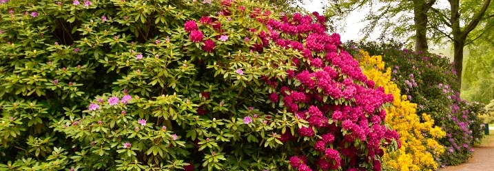 Blühende Hecke in verschiedenen Farben