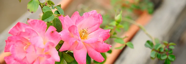 Rosa Rosenblüten in Nahaufnahme