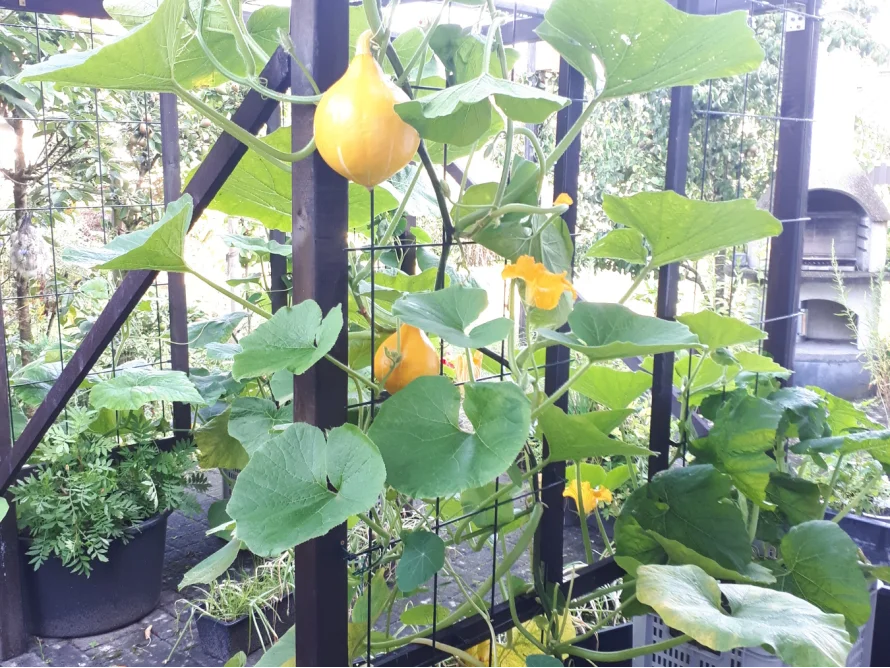 Kürbispflanze rankt an Holzgerüst