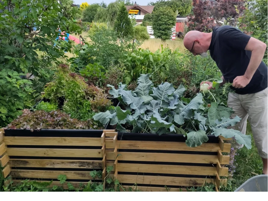 Person erntet Kohl im Hochbeet