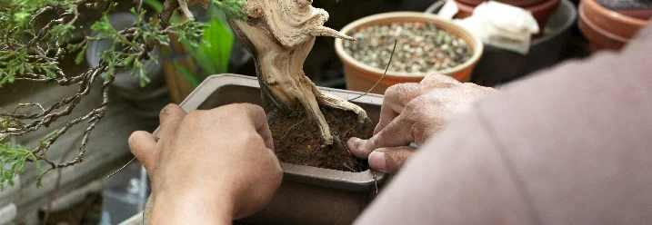 Person pflegt einen Bonsai mit Draht.