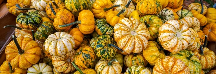 Bunte Zierkürbisse auf einem Haufen