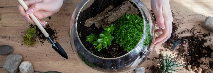 Person bepflanzt Glas mit Sukkulenten