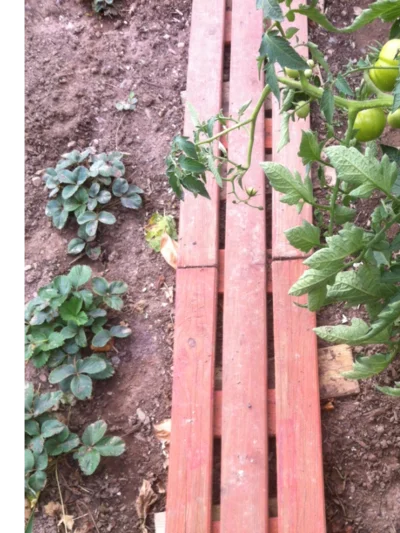 Holzrahmen auf Gartenboden