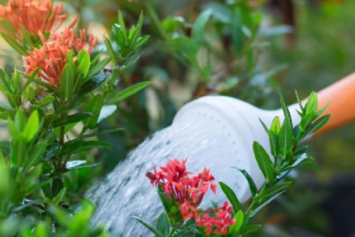 Gießkanne gießt Blumen