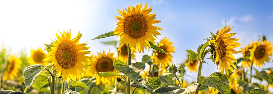 Sonnenblume Pflege Info