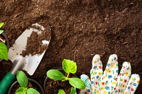 Blumentopferde auf Erde mit Handschuh und Schaufel