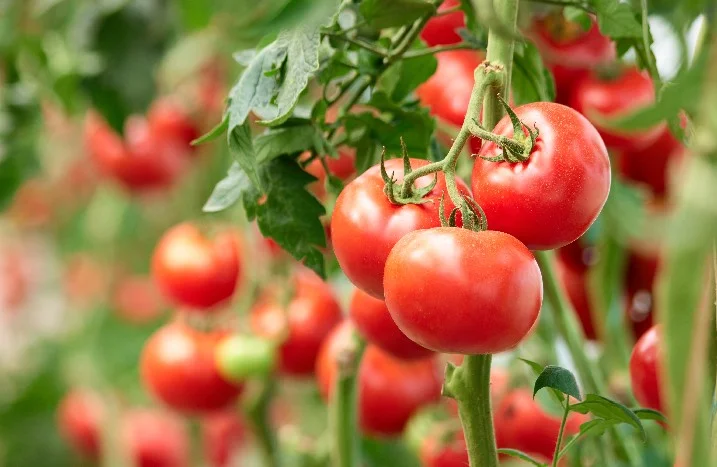 Reife Tomaten an der Pflanze