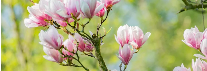 Blühender Magnolienbaum im Frühling
