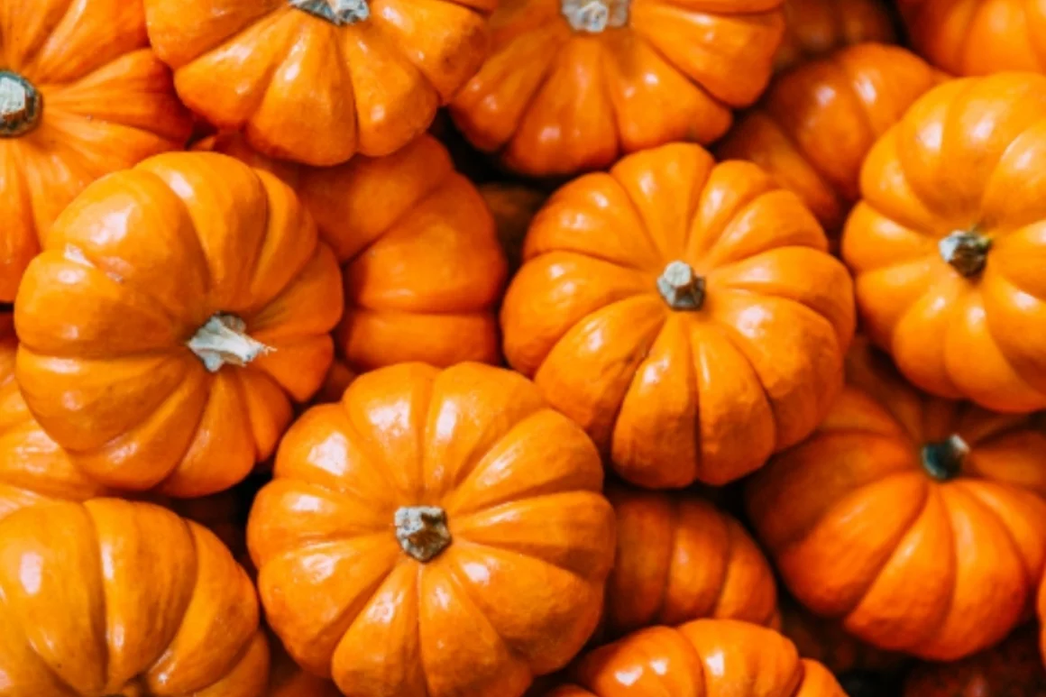 Viele kleine orange Kürbisse