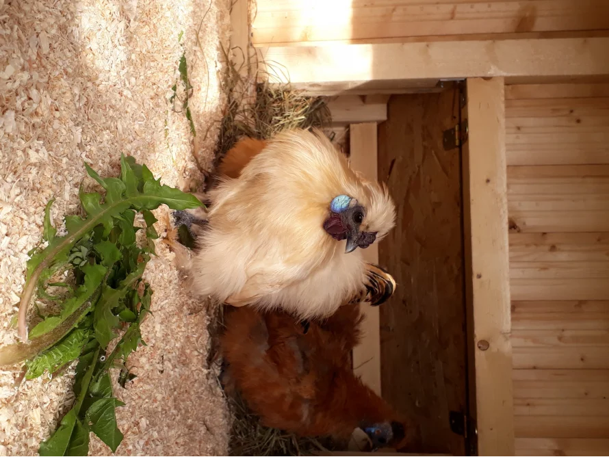 Zwei Hühner im Stall
