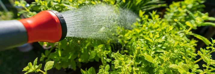 Gießkanne gießt Kräuter